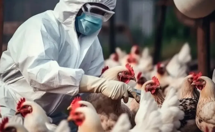OMS aclara que muerte en México no se debe exclusivamente al virus H5N2